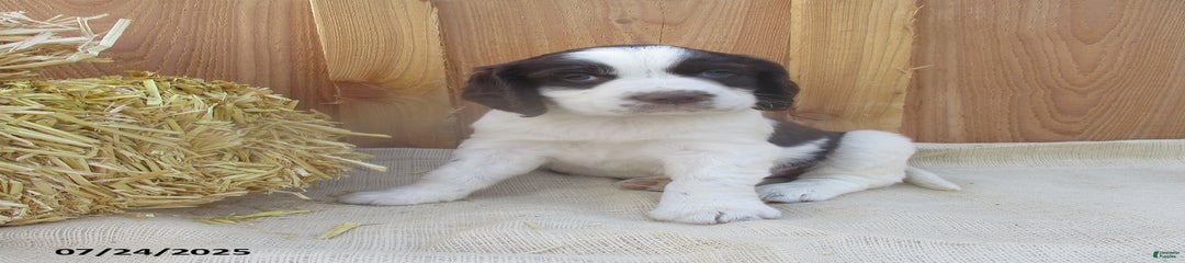 Max