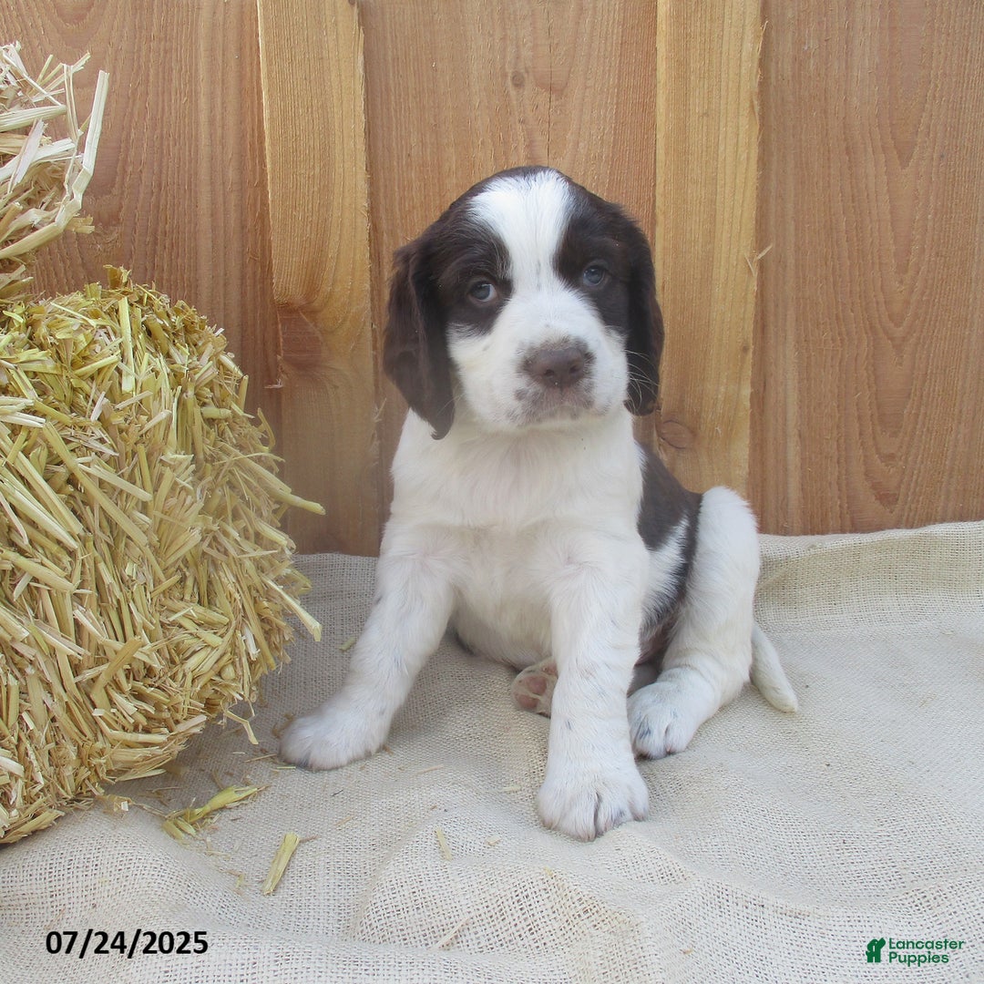 English Springer Spaniel dogs for sale: Max - Image 2