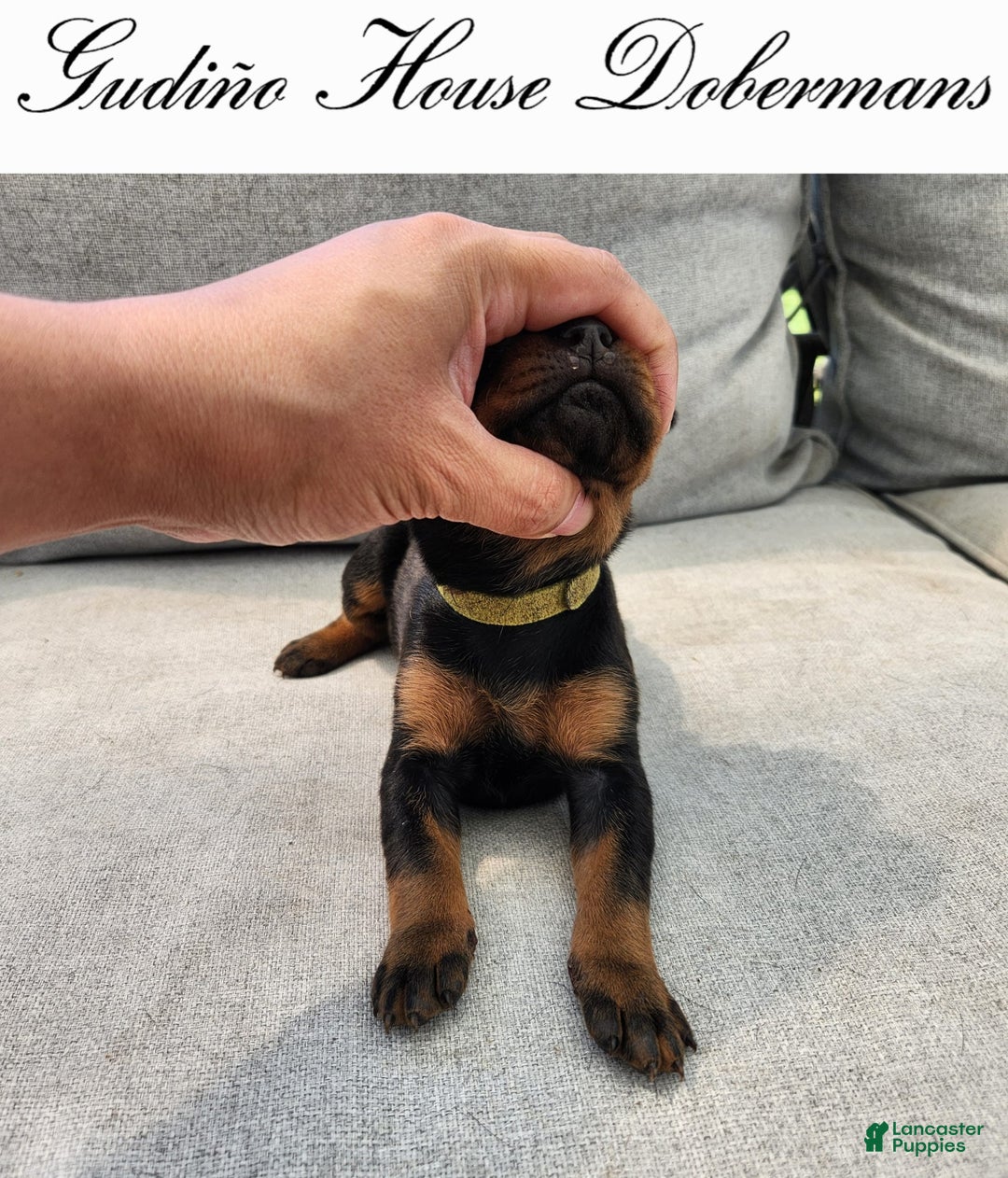 Doberman Pinscher dogs for sale: Green Collar Female - Image 1