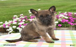 German Shepherd dogs for sale: Maverick - Image 2