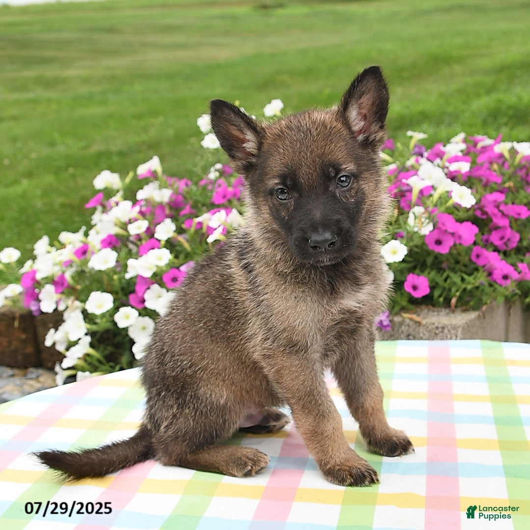 German Shepherd dogs for sale: Maverick - Image 2
