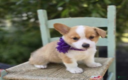 Welsh Corgi Pembroke dogs for sale: Lilac - Image 5
