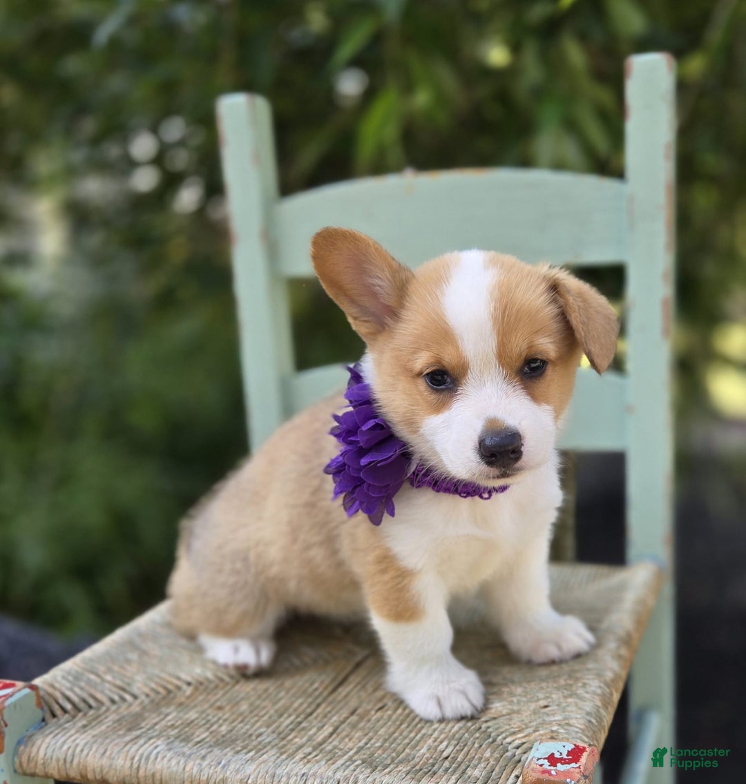 Welsh Corgi Pembroke dogs for sale: Lilac - Image 5