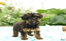 Morkie dogs for sale: Ginger - Image 5