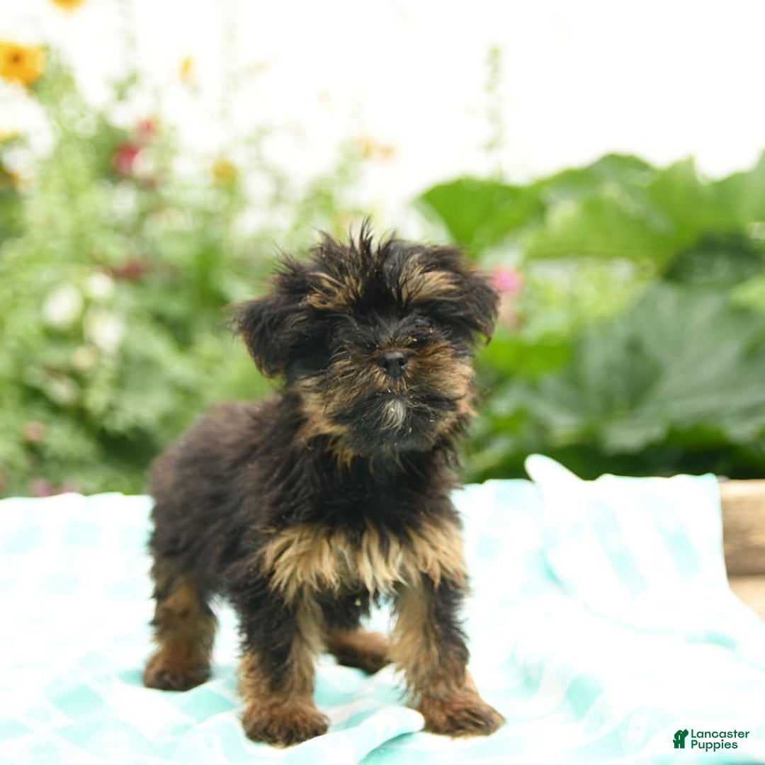 Morkie dogs for sale: Ginger - Image 5