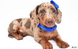 Miniature Dachshund dogs for sale: Griffin - Image 4