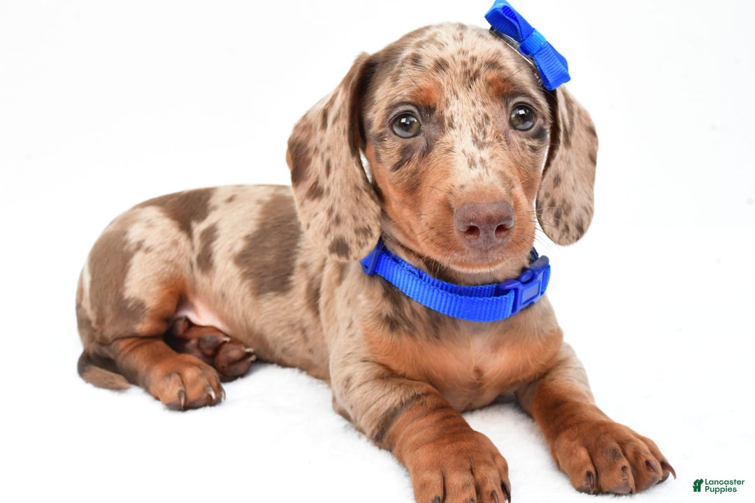 Miniature Dachshund dogs for sale: Griffin - Image 4
