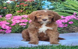 Goldendoodle dogs for sale: Ricky - Image 9