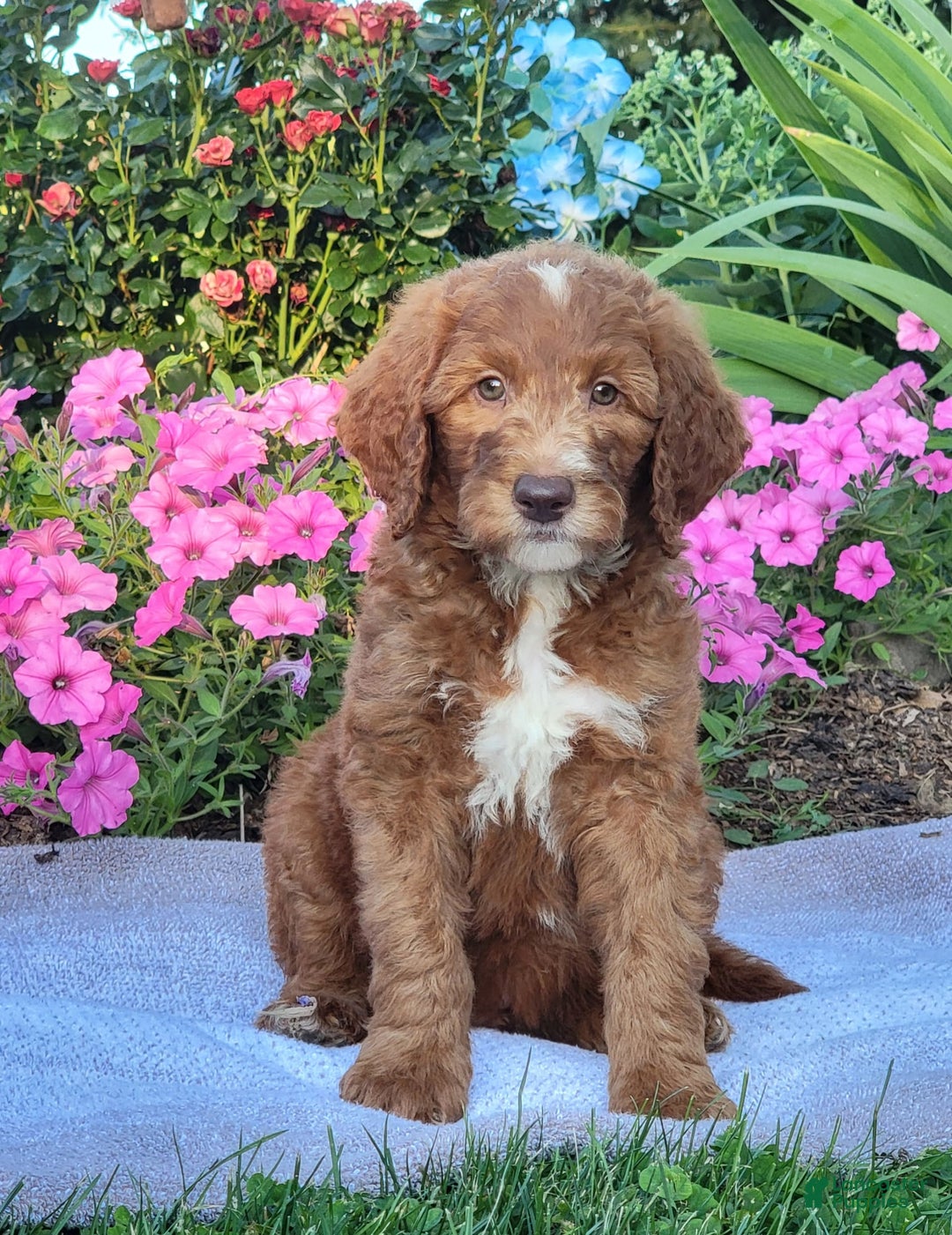 Goldendoodle dogs for sale: Ricky - Image 9