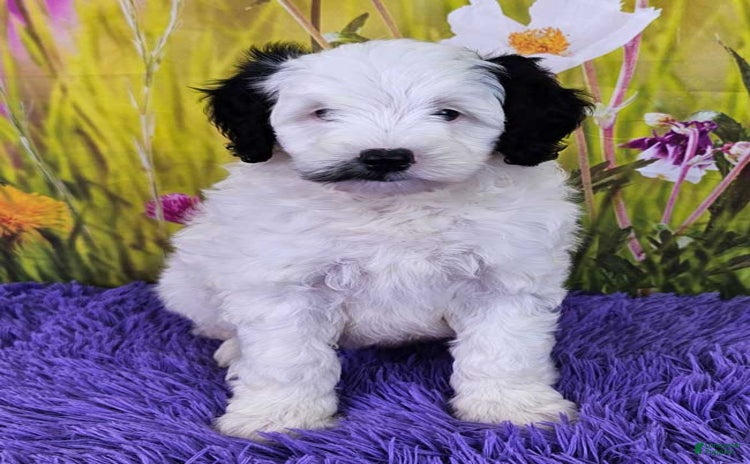  dogs for sale - Ad 1