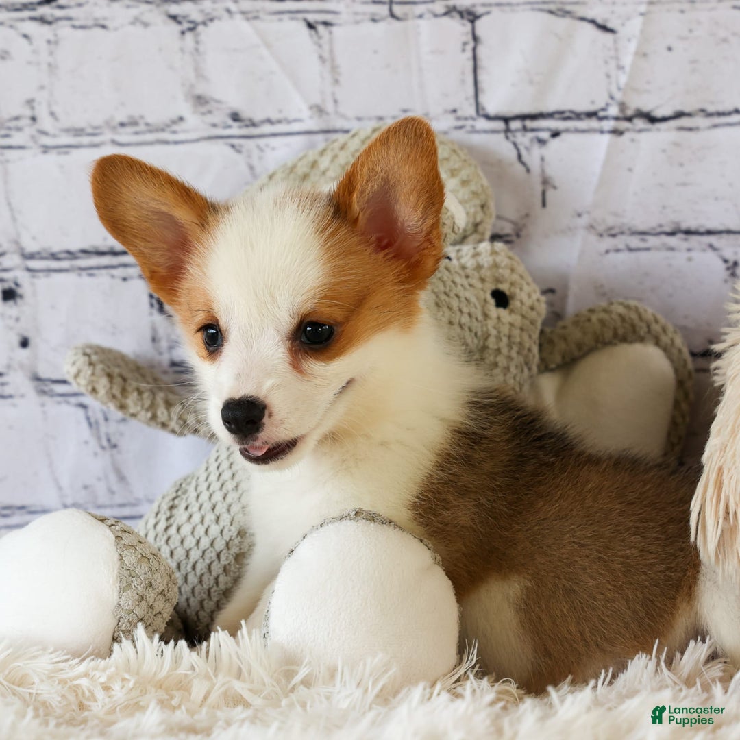 Welsh Corgi Pembroke dogs for sale: Welsh Corgi (Pembroke) 5 puppies - Image 7