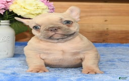 French Bulldog dogs for sale: Beauty - Image 7