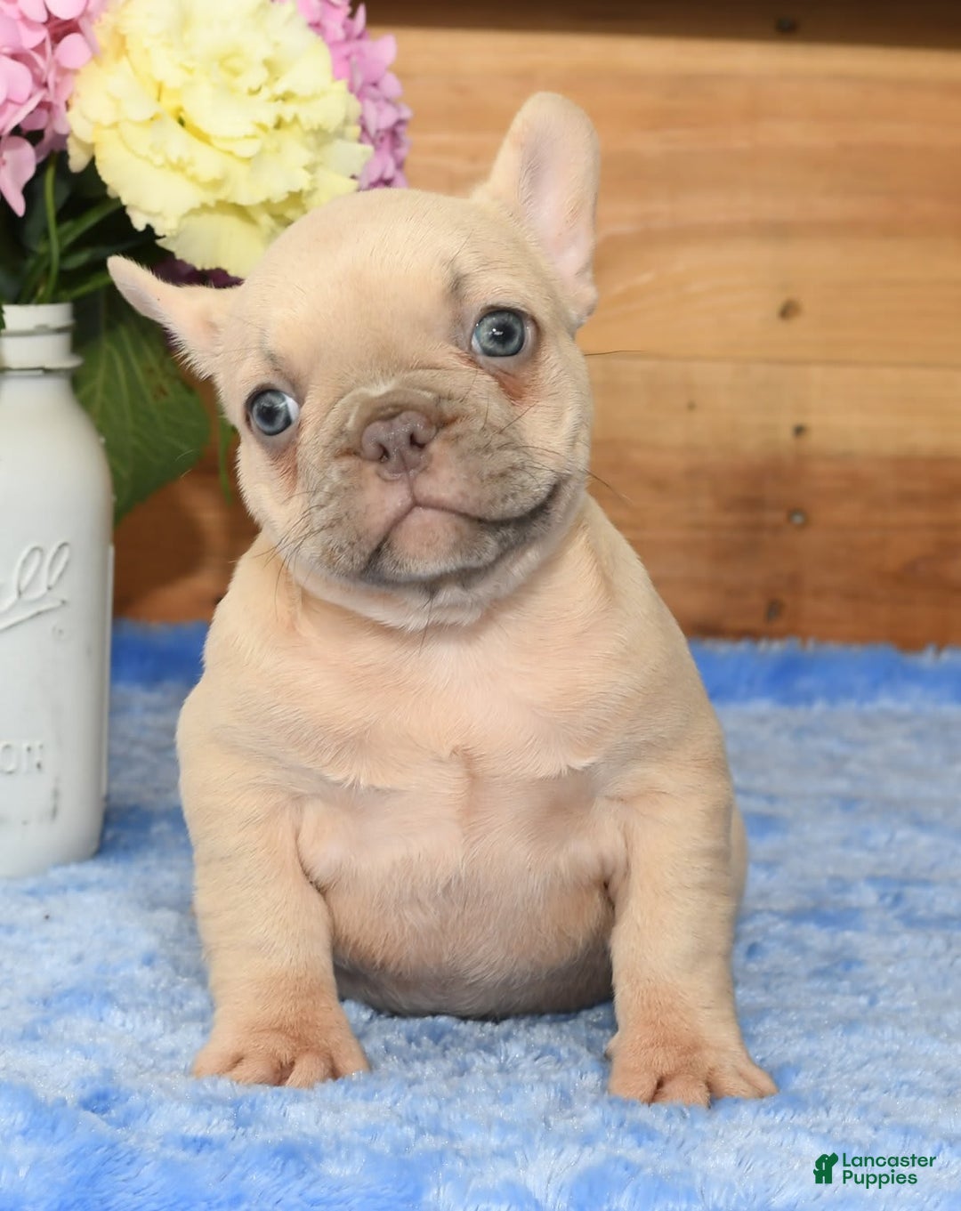 French Bulldog dogs for sale: Beauty - Image 7