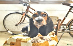 Basset Hound dogs for sale: Shannon - Image 15