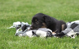 English Shepherd dogs for sale: Missy - Image 1