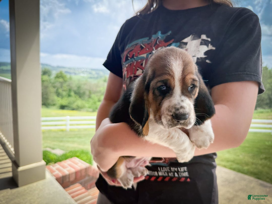 Basset Hound dogs for sale: Rocky - Image 4