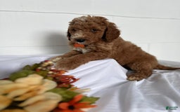 Goldendoodle dogs for sale: To Be Determined By New Parents - Image 1