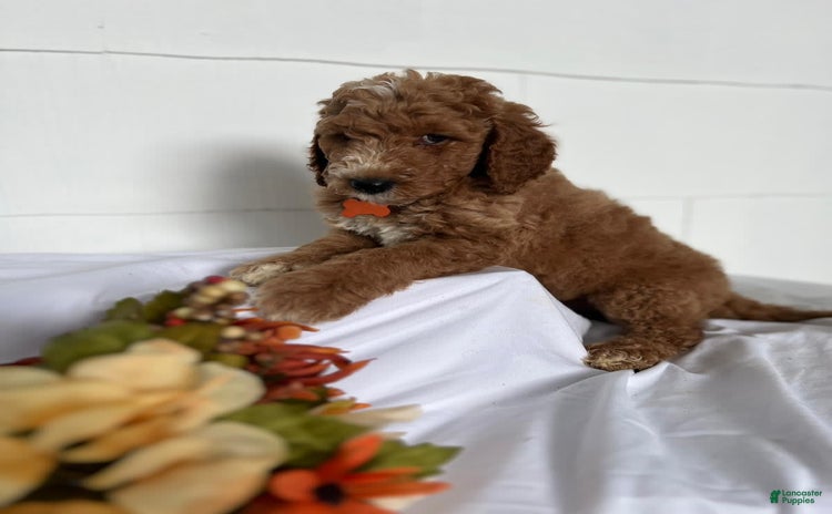Goldendoodle dogs for sale - Ad 3