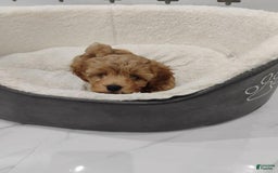 Maltipoo dogs for sale: Zephyr - Image 5