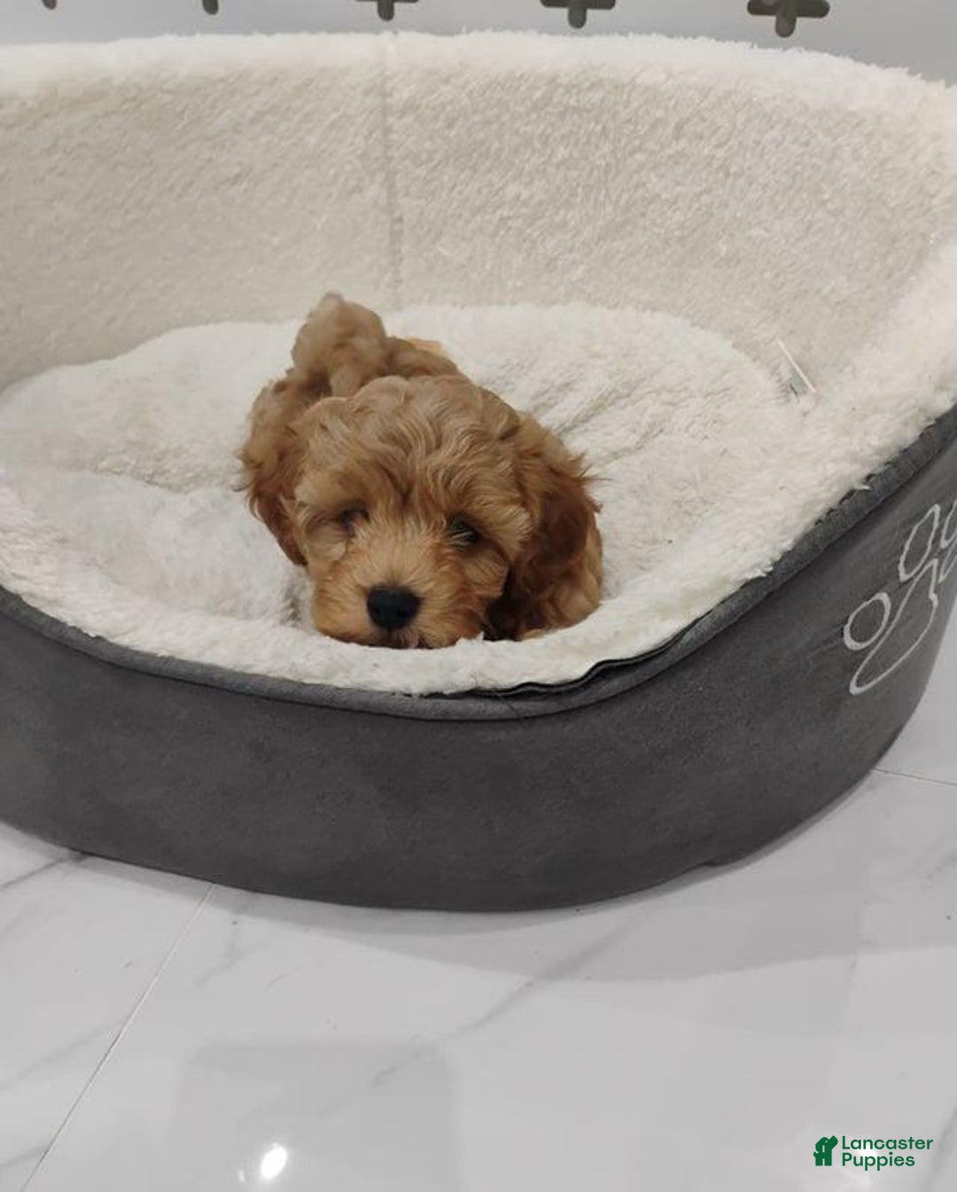 Maltipoo dogs for sale: Zephyr - Image 5