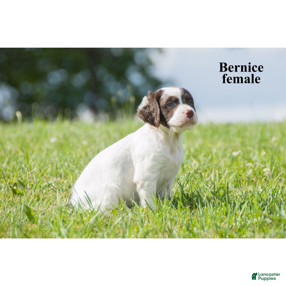 Brittany Spaniel dogs for sale: Berniece - Image 1