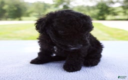 Miniature Poodle dogs for sale: Axel - Image 7