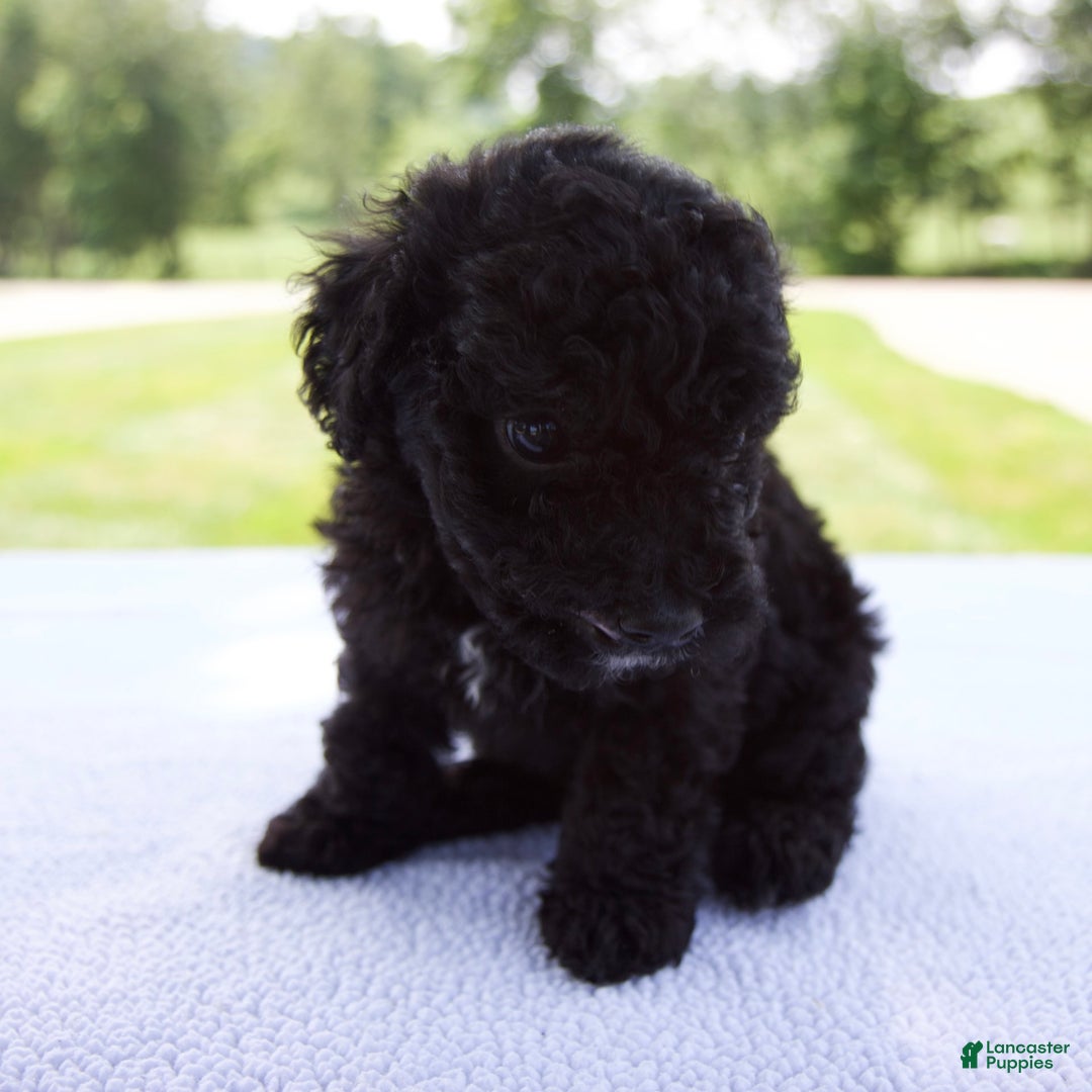 Miniature Poodle dogs for sale: Axel - Image 7