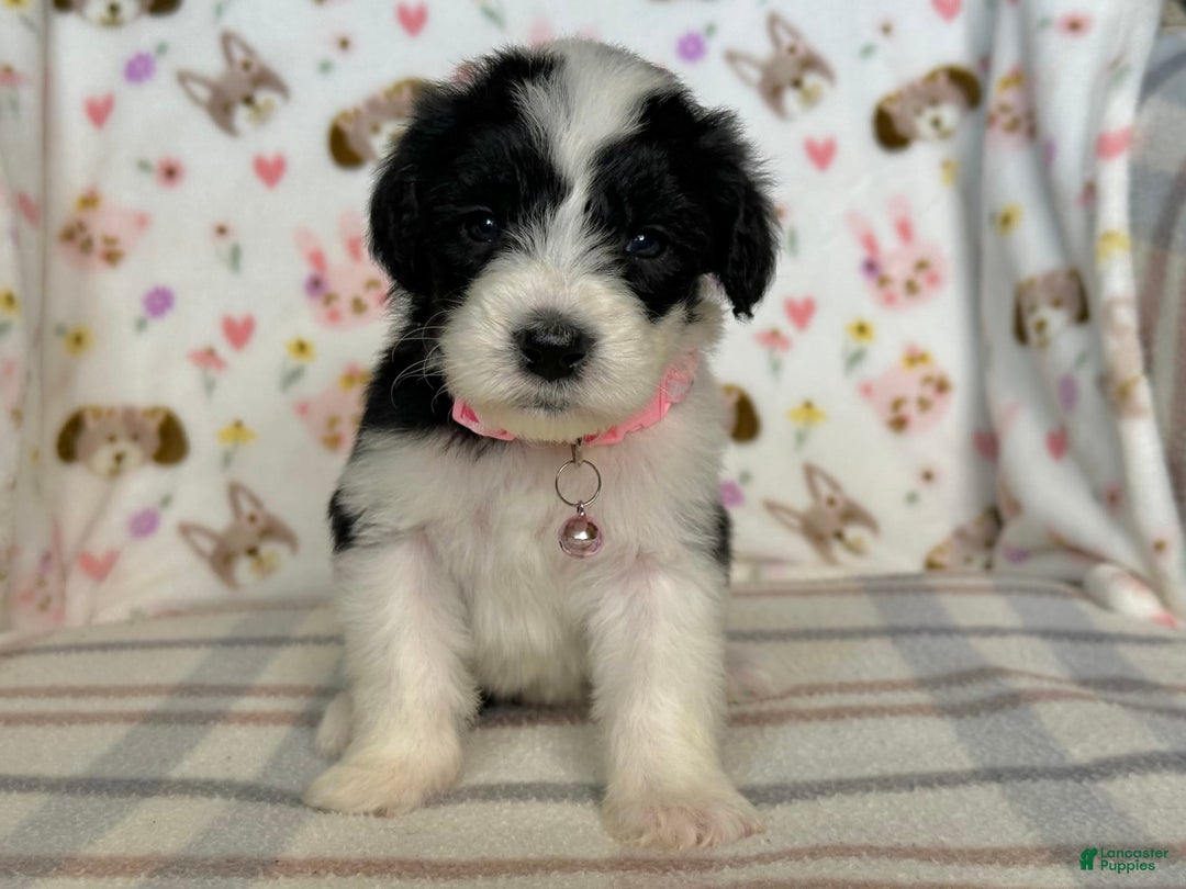 Sheepadoodle dogs for sale: Wilma - Image 9
