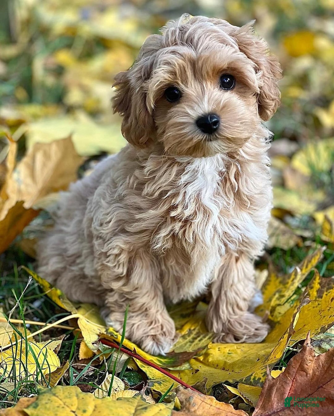 Maltipoo dogs for sale: Barny - Image 1