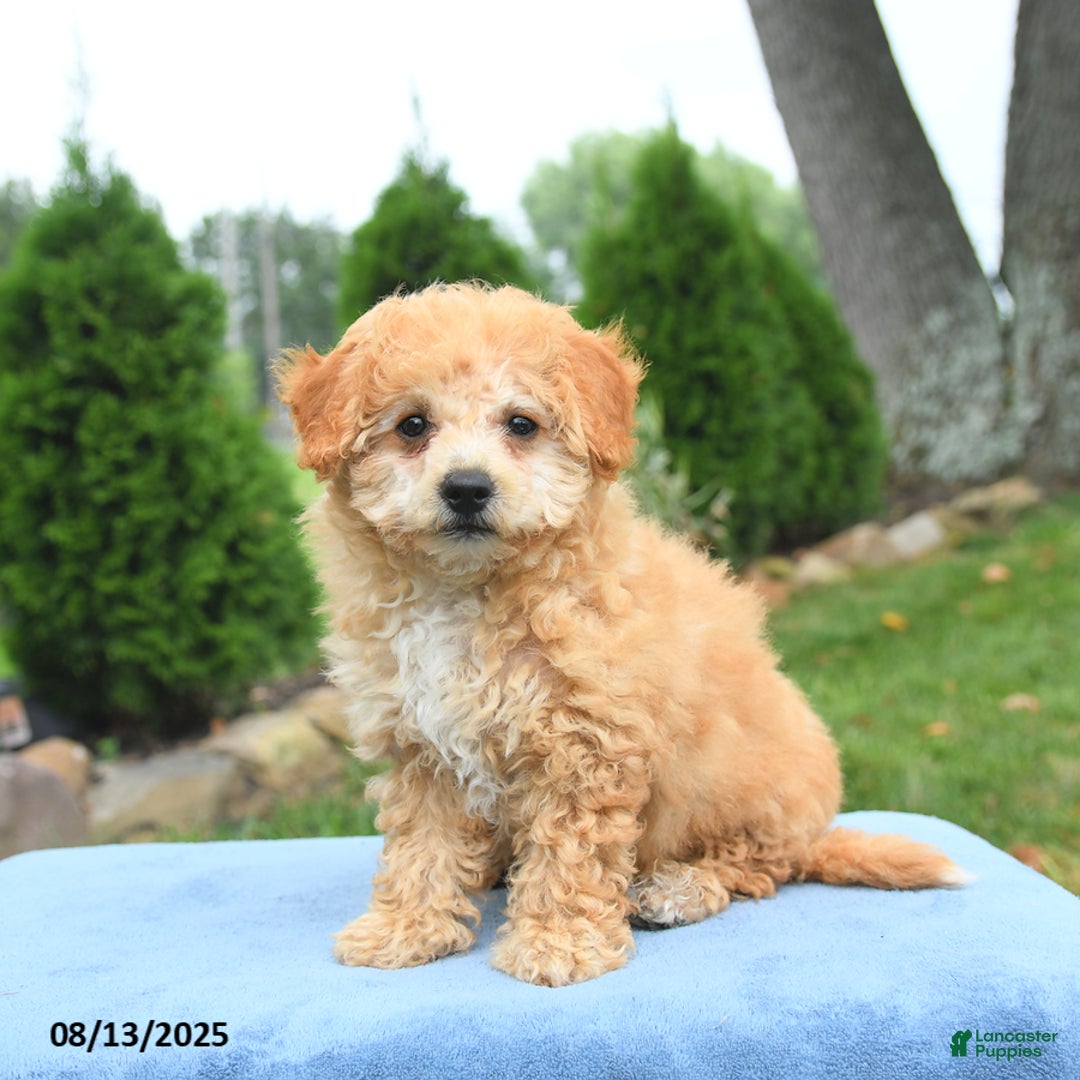 Bichpoo dogs for sale: Annie - Image 4
