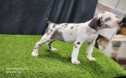 Catahoula Leopard Dog dogs for sale: Diamond 2025 F3 - Image 8