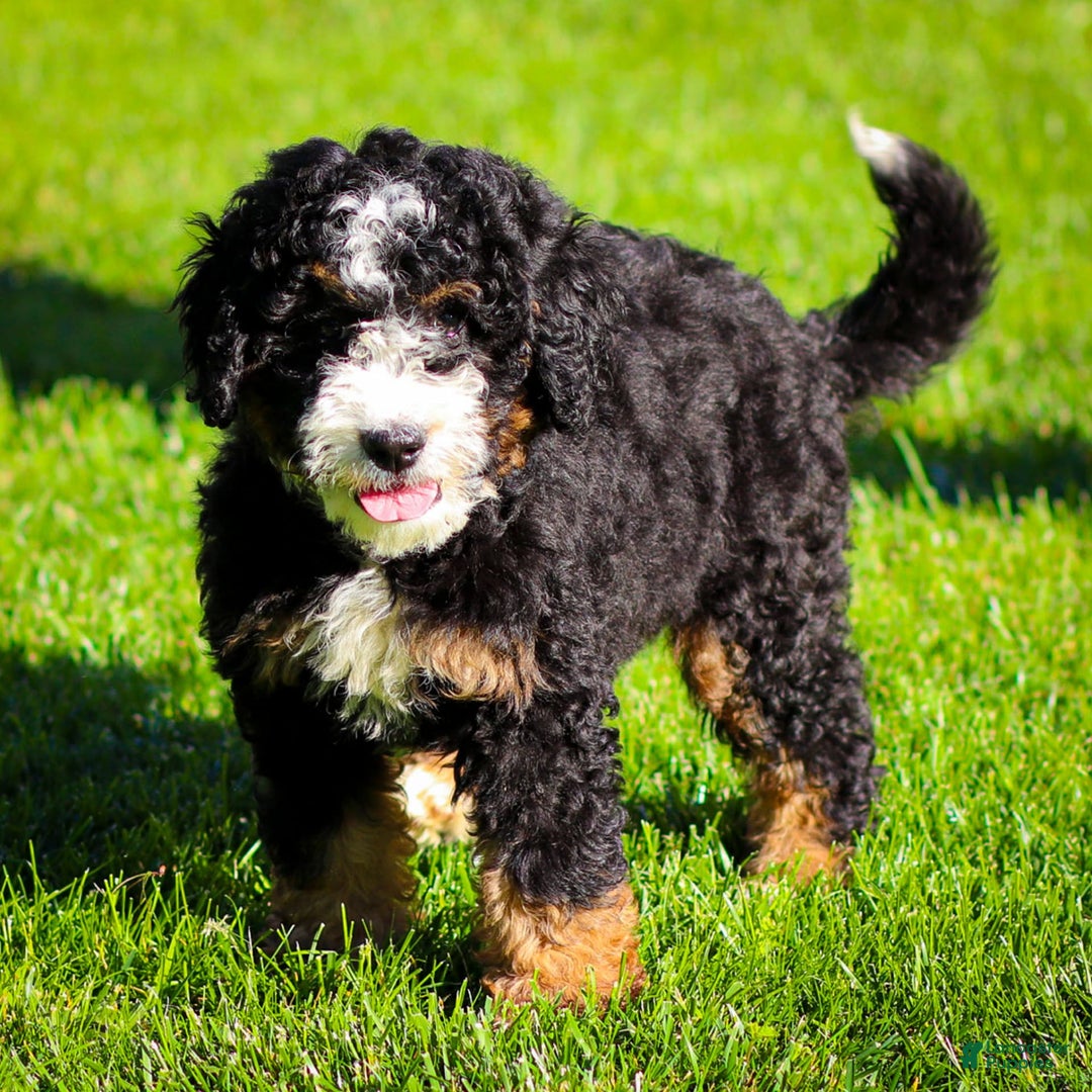 Mini Bernedoodle dogs for sale: Ozzy - Image 16