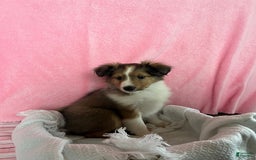 Shetland Sheepdog dogs for sale: Sawyer - Image 1