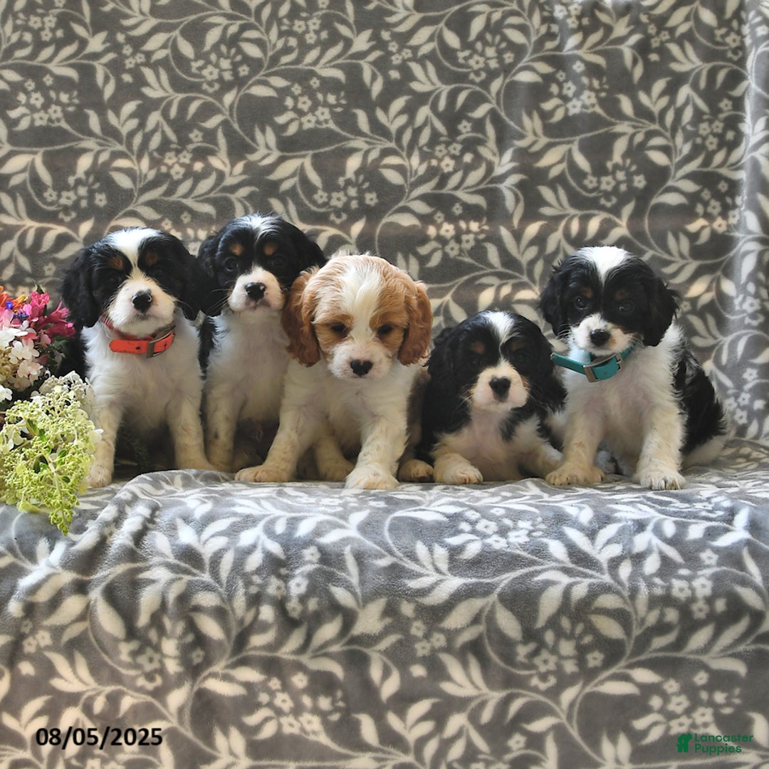 Cavapoo dogs for sale: Blazer - Image 5