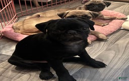 Pug dogs for sale: Scotty - Image 3