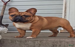 French Bulldog dogs for sale: Raider - Image 22
