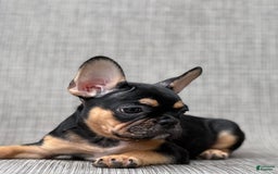 French Bulldog dogs for sale: Gretchen - Image 5