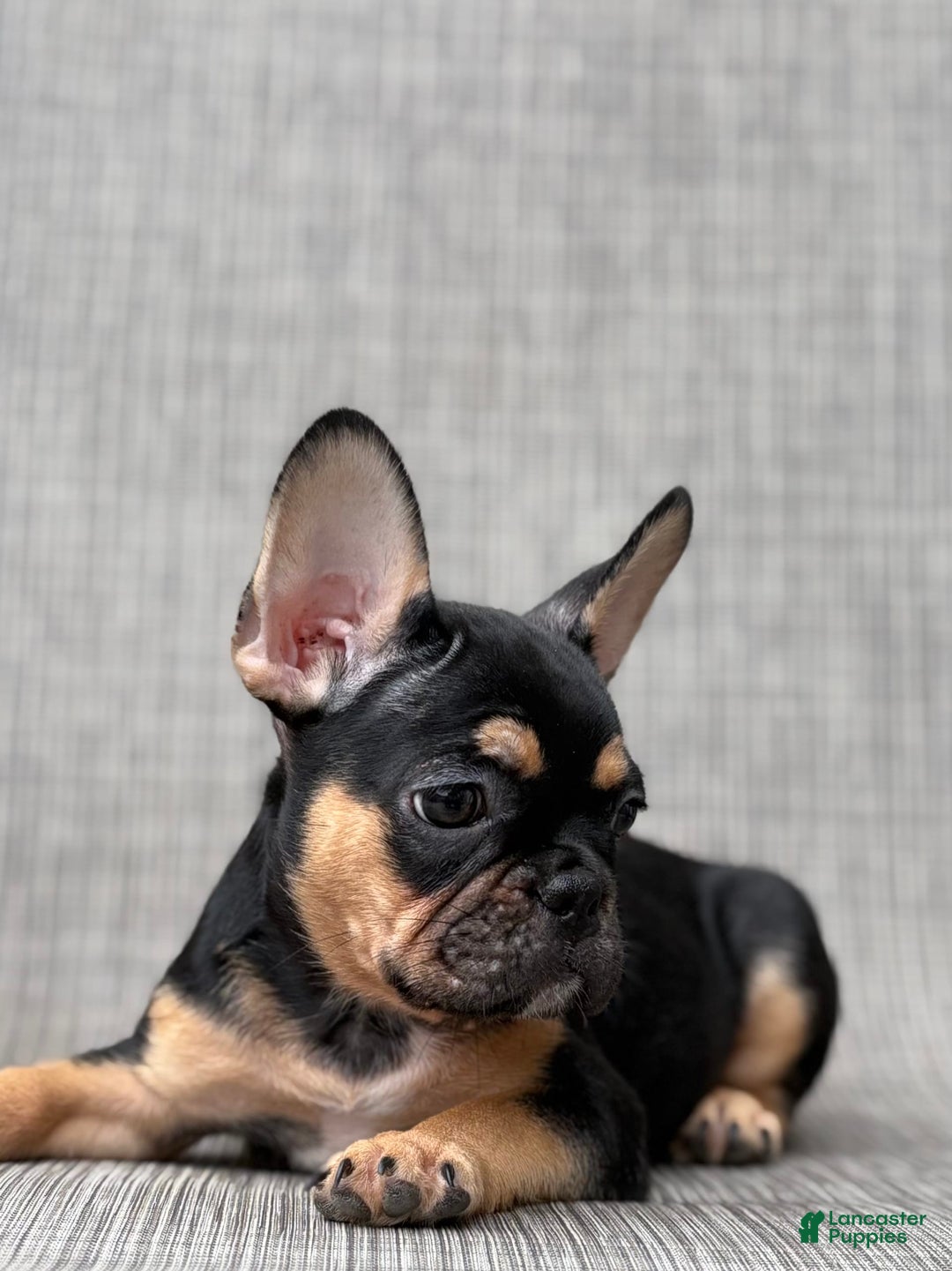 French Bulldog dogs for sale: Gretchen - Image 5