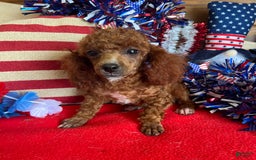 Toy Poodle dogs for sale: Elvis - Image 7
