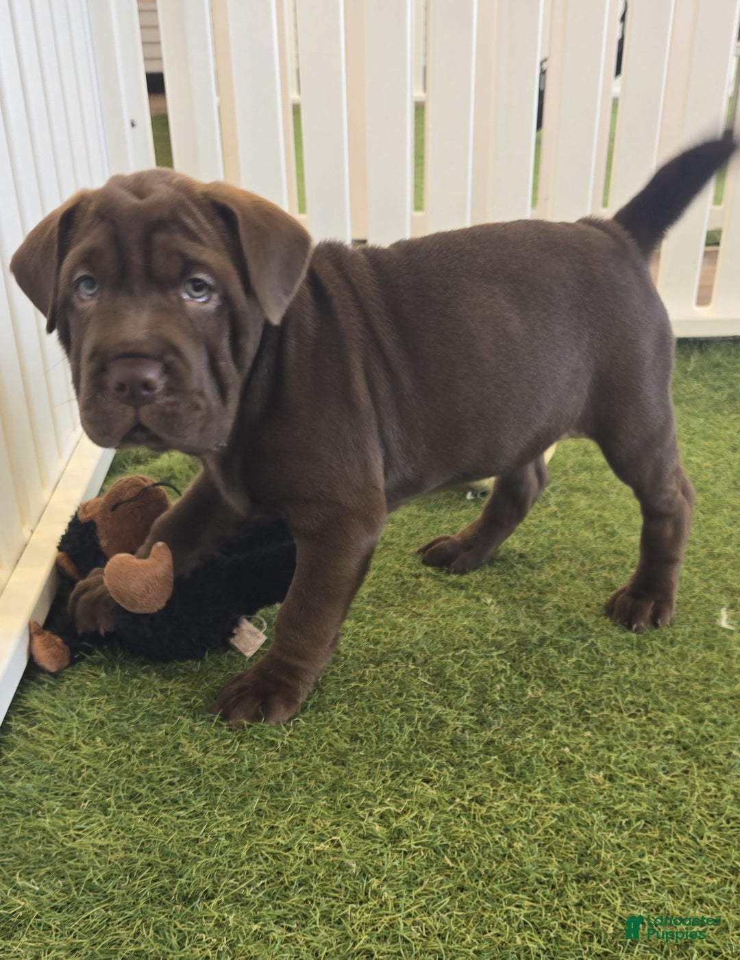 Mini Hippo dogs for sale: Dumpling - Image 1