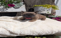 French Bulldog dogs for sale: Tyson - Image 9
