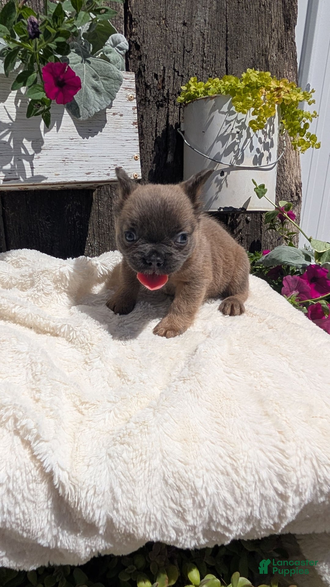 French Bulldog dogs for sale: Tyson - Image 9