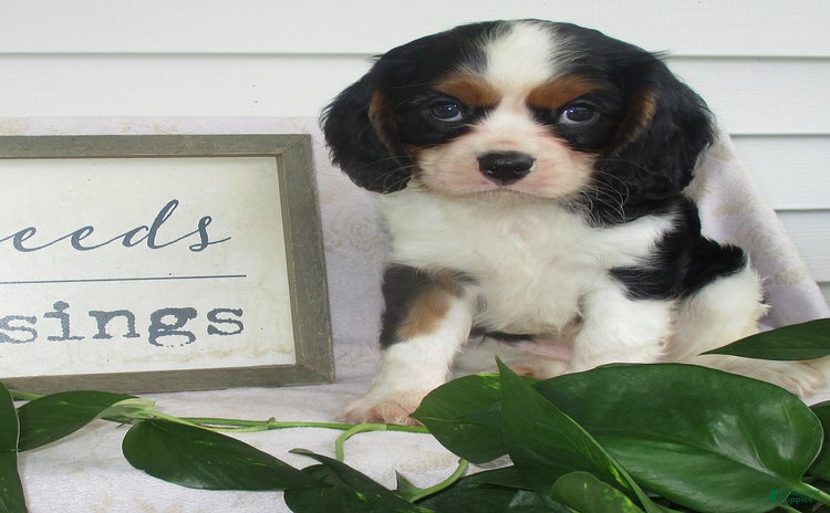 Cavalier King Charles Spaniel dogs for sale - Ad 2