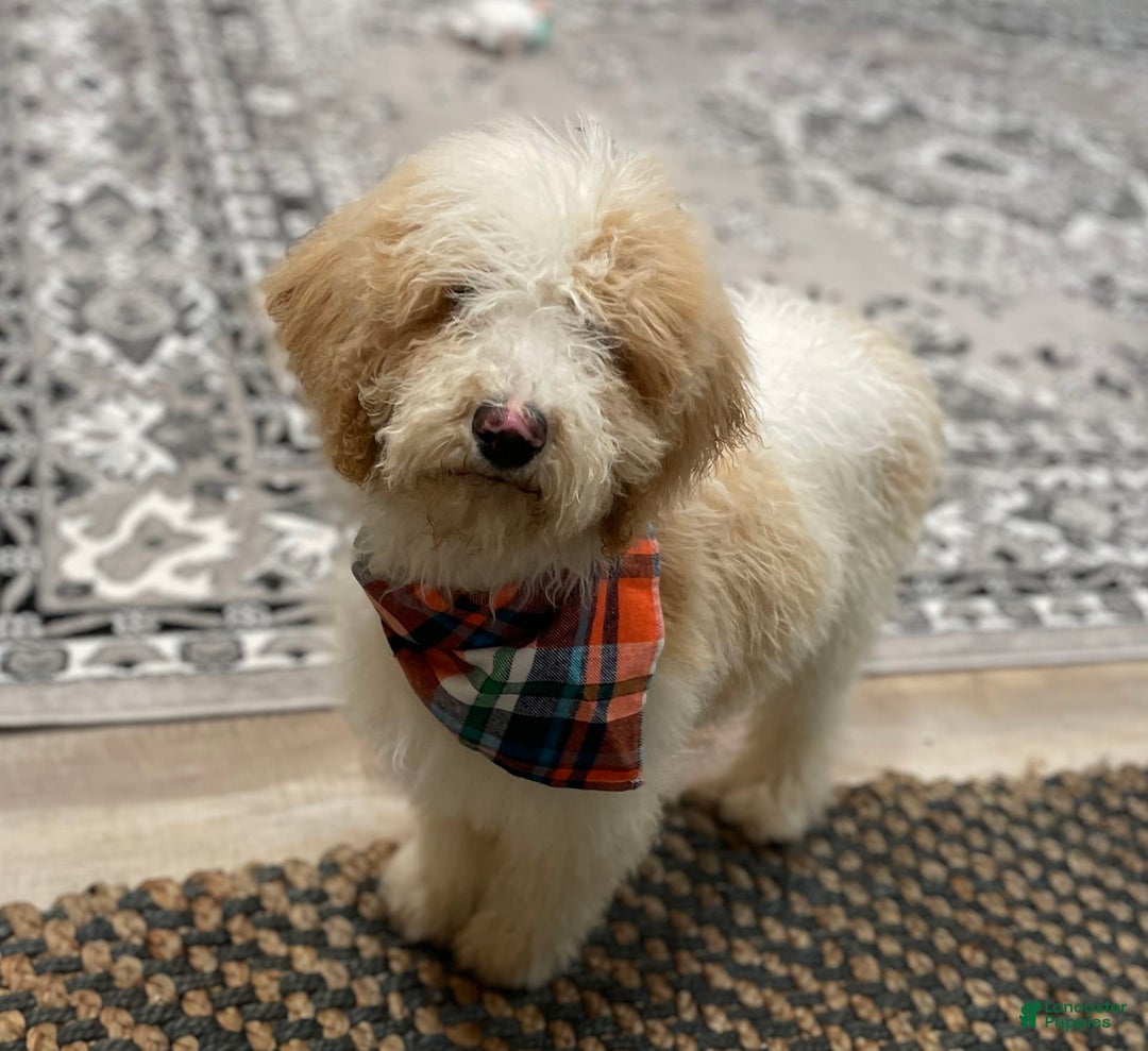 Standard Poodle dogs for sale: Gus - Image 7