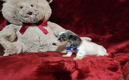 Miniature Dachshund dogs for sale: River - Image 1