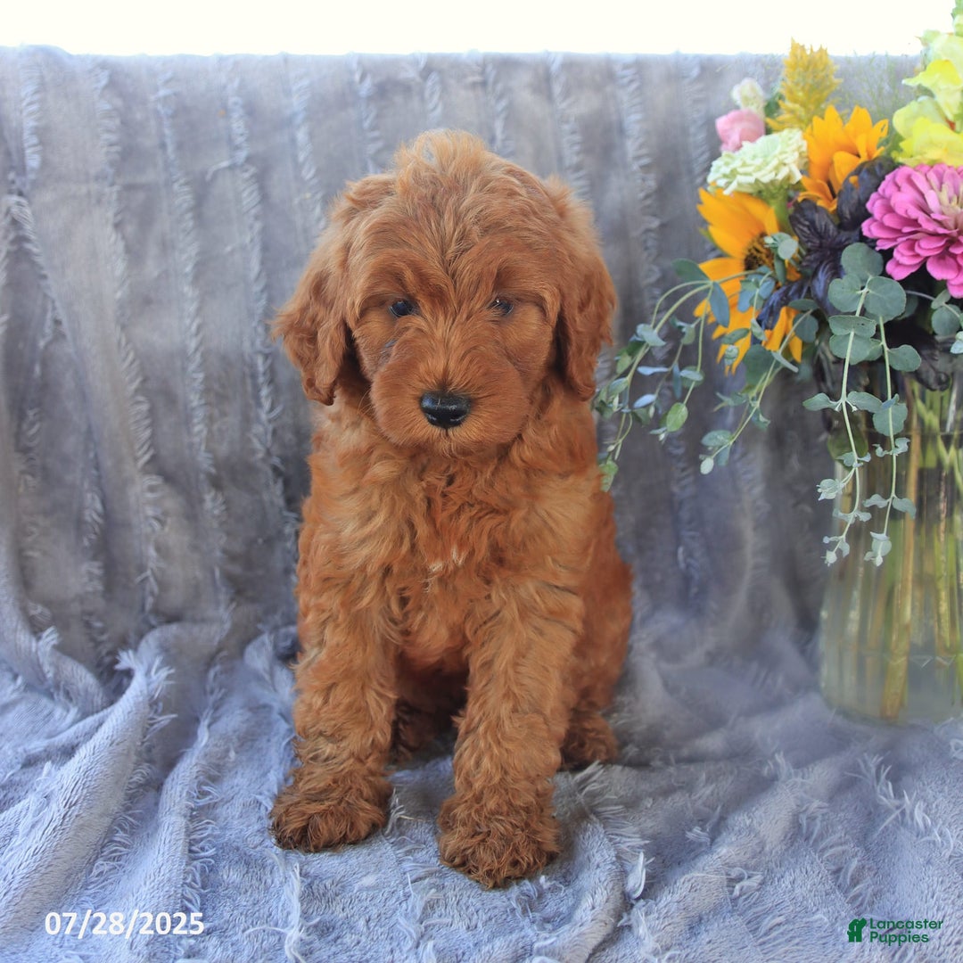 Mini Goldendoodle dogs for sale: Unity - Image 6