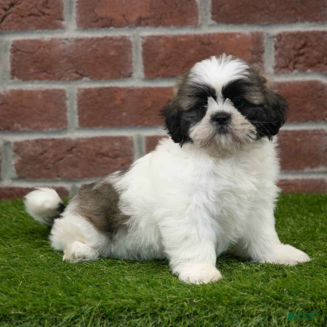 Shih Tzu dogs for sale: Tommy - Image 6