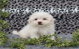 Havanese dogs for sale: Cayden - Image 8