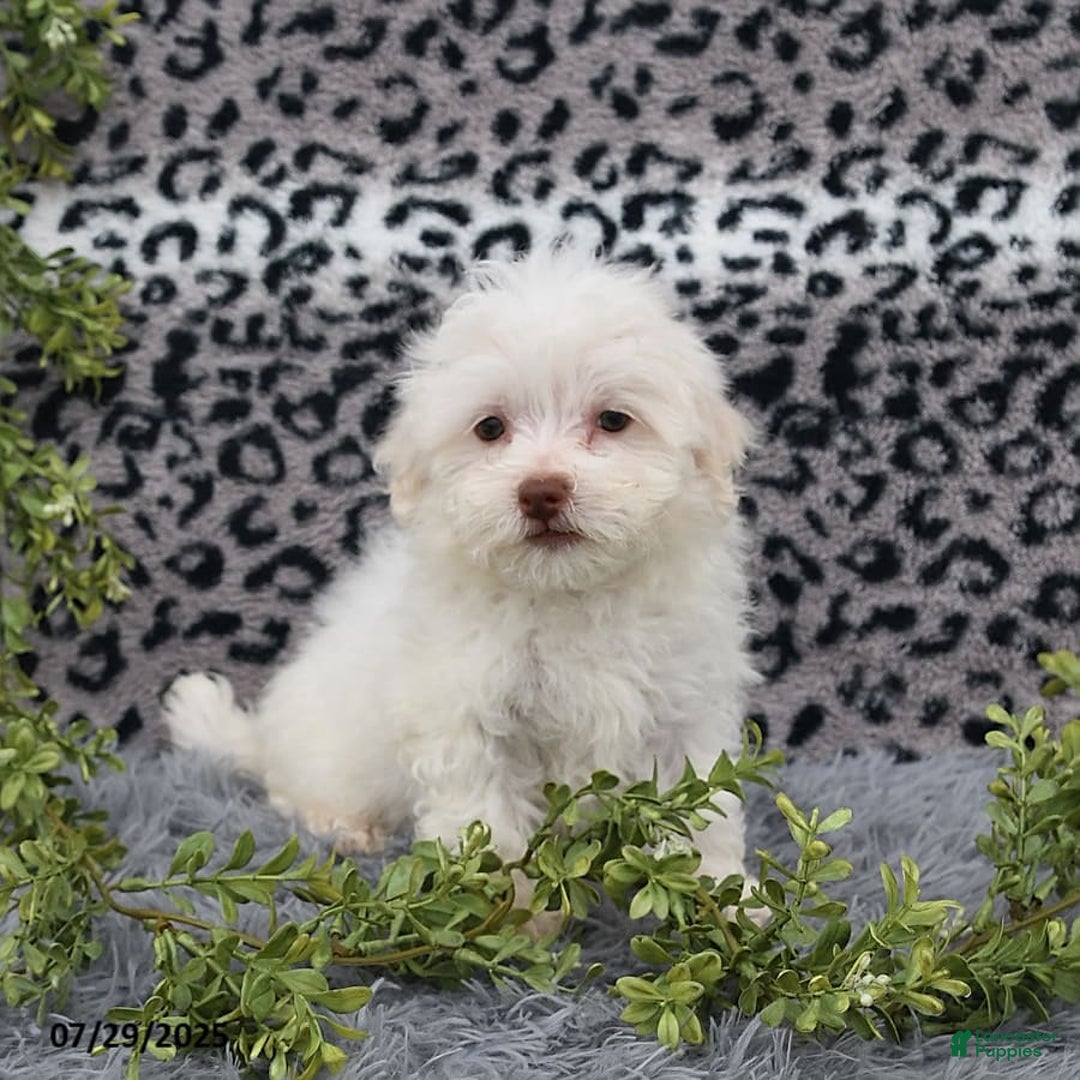 Havanese dogs for sale: Cayden - Image 8