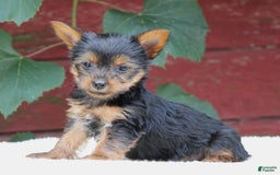 Yorkshire Terrier dogs for sale: Molly - Image 3